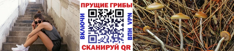 Псилоцибиновые грибы GOLDEN TEACHER  Одинцово 